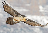 BRD 13 WF0166 01
Bearded Vulture Soaring Above Mountains