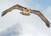 BRD 13 WF0167 01
Bearded Vulture Flying Above Mountains
