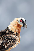 BRD 13 WF0168 01
Portrait Of Bearded Vulture