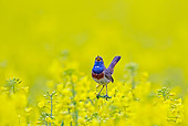 BRD 13 WF0169 01
Bluethroat Male Singing On Yellow Blossoms