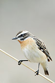 BRD 13 WF0170 01
Whinchat Male Perched On Stalk