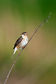 BRD 13 WF0171 01
Sedge Warbler Clinging To Twig In Marshland