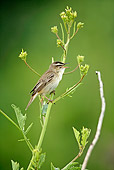 BRD 13 WF0172 01
Sedge Warbler Perched On Flowering Plant While Singing
