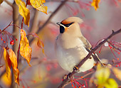 BRD 13 WF0173 01
Close-Up Of Waxwing Perched On Twig In Autumn