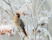 BRD 13 WF0174 01
Bohemian Waxwing Perched On Frozen Twig With Red Berries