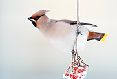 BRD 13 WF0175 01
Bohemian Waxwing Hanging On Frozen Twig With Red Berries