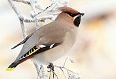 BRD 13 WF0176 01
Bohemian Waxwing Perched On Frosty Twig
