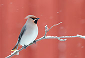 BRD 13 WF0177 01
Bohemian Waxwing Perched On Frosty Twig