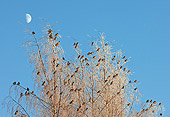 BRD 13 WF0178 01
Bohemian Waxwing Flock Perched In Frosty Tree