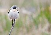 BRD 13 WF0179 01
Northern Wheatear Male Standing On Twig