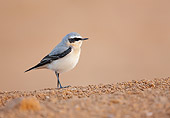 BRD 13 WF0180 01
Northern Wheatear Male Standing On Ground