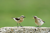 BRD 13 WF0181 01
Northern Wheatear Female Feeding Chick On Rock