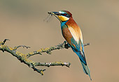 BRD 13 WF0182 01
European Bee-Eater With Insect Perched On Branch