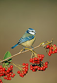 BRD 13 WF0183 01
Blue Tit Perched On Branch With Red Berries
