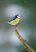 BRD 13 WF0184 01
Blue Tit Perched On Branch In Snow Norway