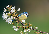 BRD 13 WF0185 01
Blue Tit Perched On Blossoming Branch