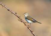 BRD 13 WF0186 01
Bonelli's Warbler Perched On Thorny Branch