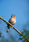 BRD 13 WF0187 01
Chaffinch Perched On Branch Singing