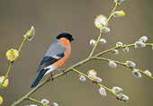 BRD 13 WF0189 01
Eurasian Bullfinch Perched On Blossoming Plant