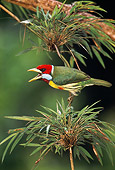 BRD 13 WF0191 01
Versicoloured Barbet Chirping From Plant Peru