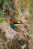 BRD 13 WF0192 01
European Bee-Eater Peeking Head Out Of Nest Portugal