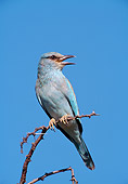 BRD 13 WF0193 01
European Roller Perched On Twig South Africa