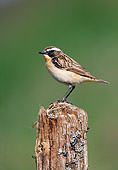 BRD 13 WF0194 01
Whinchat Standing On Wooden Post