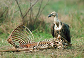 BRD 13 WF0195 01
White-Backed Vulture Standing By Skeleton Of Cow
