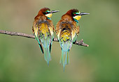 BRD 13 WF0196 01
Two European Bee-Eaters Perched On Twig Portugal
