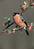 BRD 13 WF0197 01
Eurasian Bullfinch Perched On Blossoming Branch