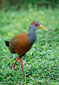 BRD 13 WF0198 01
Grey-Necked Wood-Rail Walking In Vegetation Costa Rica