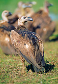 BRD 13 WF0199 01
White-Rumped Vulture Standing On Grass With Others