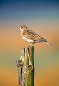 BRD 13 WF0200 01
Portrait Of Skylark Perched On Tree Stump