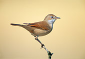 BRD 13 WF0201 01
Portrait Of Whitethroat Perched On Twig Spain