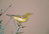 BRD 13 WF0202 01
Portrait Of Willow Warbler Perched On Twig Spain