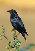 BRD 13 WF0203 01
Portrait Of Spotless Starling Perched On Twig Avila, Spain
