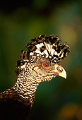 BRD 13 DB0001 01
Profile Head Shot Of Great Curassow Female
