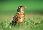 BRD 13 GR0001 01
Juvenile American Robin Sitting On Grass