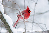 BRD 13 GR0002 01
Male Northern Cardinal Perching In Snowy Tree