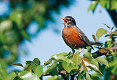 BRD 13 GR0003 01
American Robin Perching In Tree Singing
