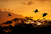BRD 13 JZ0001 01
Three Sacred Ibis Flying Over Trees At Sunset Kenya