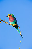 BRD 13 JZ0002 01
Lilac-Breasted Roller Sitting On Branch Blue Sky Kenya