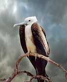 BRD 13 JZ0003 01
Magnificent Frigatebird Sitting On Branch