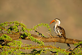 BRD 13 JZ0004 01
Red-Billed Hornbill Sitting On Branch Kenya