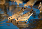 BRD 13 KH0001 01
Two Eurasian Collared Doves Standing In Pond Drinking Water