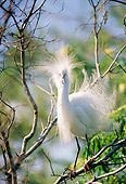 BRD 13 LS0001 01
Snowy Egret Standing On Tree Branch