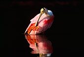 BRD 13 LS0002 01
Roseate Spoonbill Wading In Shallow Water