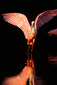 BRD 13 LS0003 01
Roseate Spoonbill Spreading Wings Wading In Shallow Water