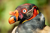 BRD 13 LS0004 01
Profile Portrail Head Shot Of King Vulture