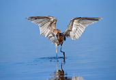 BRD 13 LS0005 01
Reddish Egret Hunting Minnows In Shallow Water